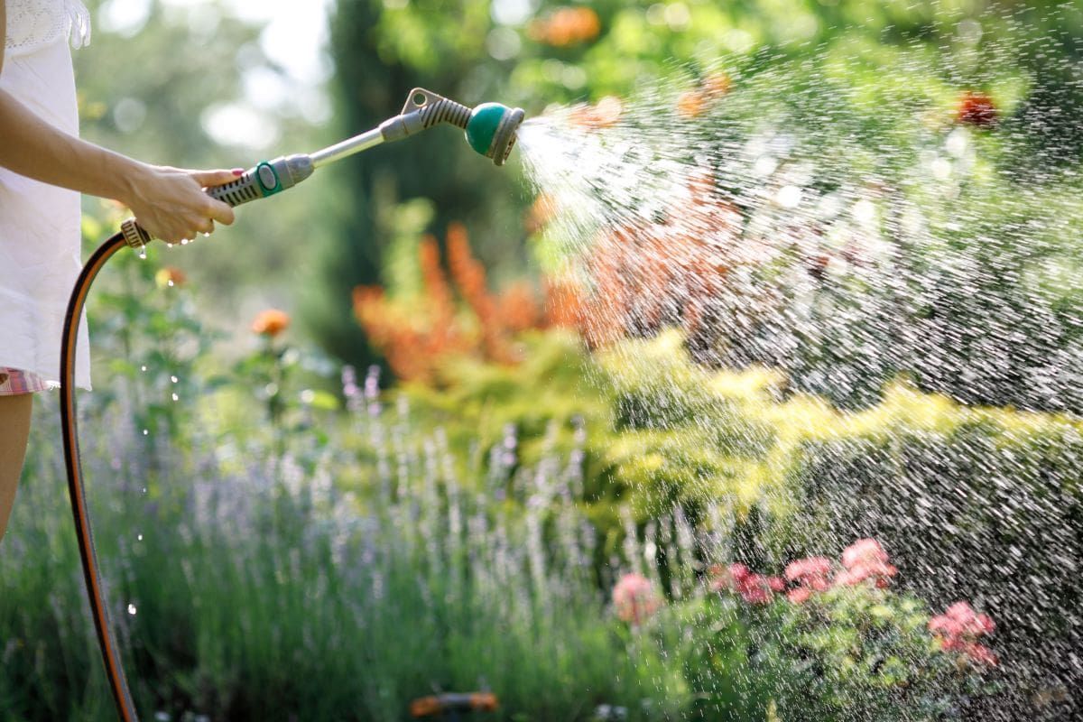 Person watering a lush garden with a green hose, spraying water over colorful flowers