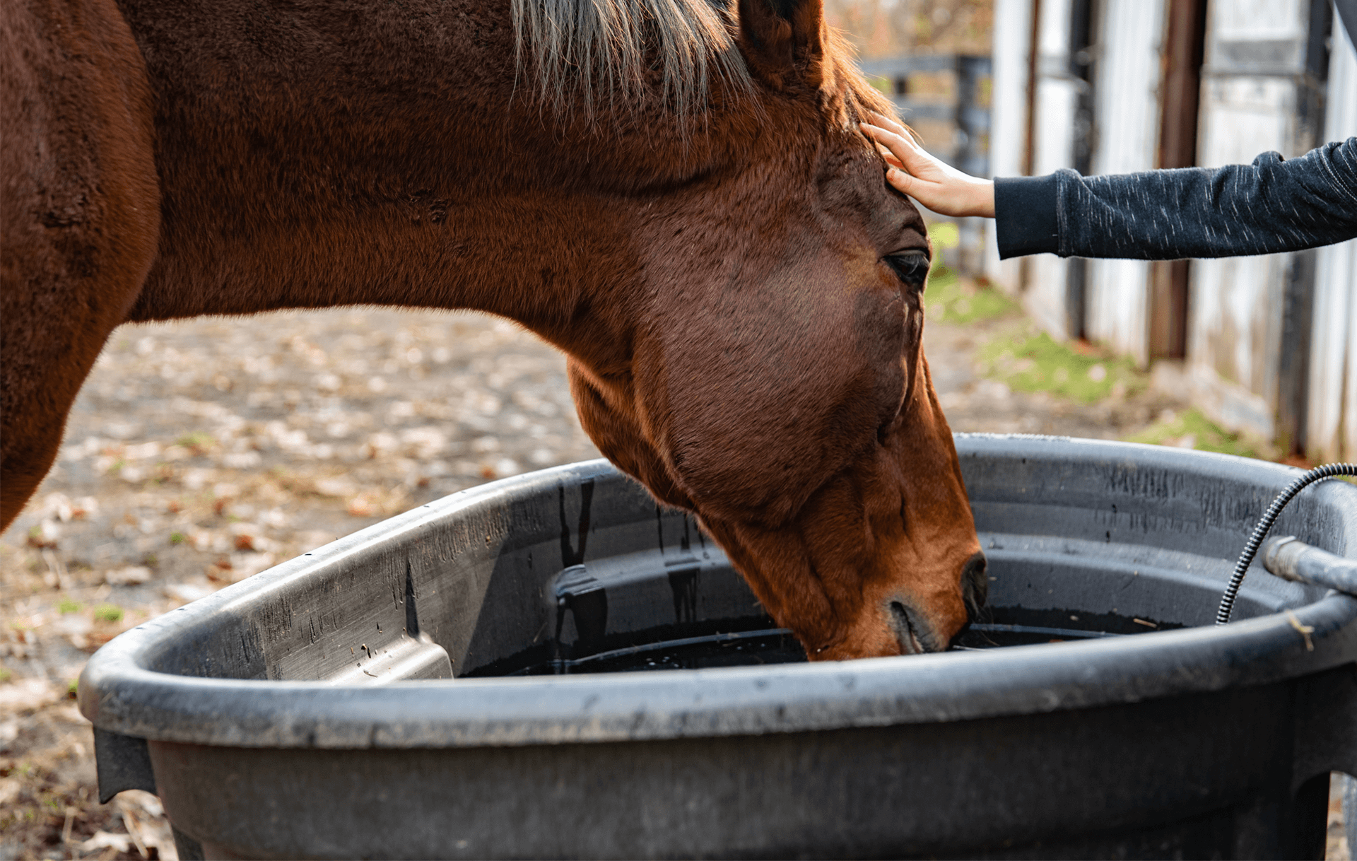 Pferd wird getränkt