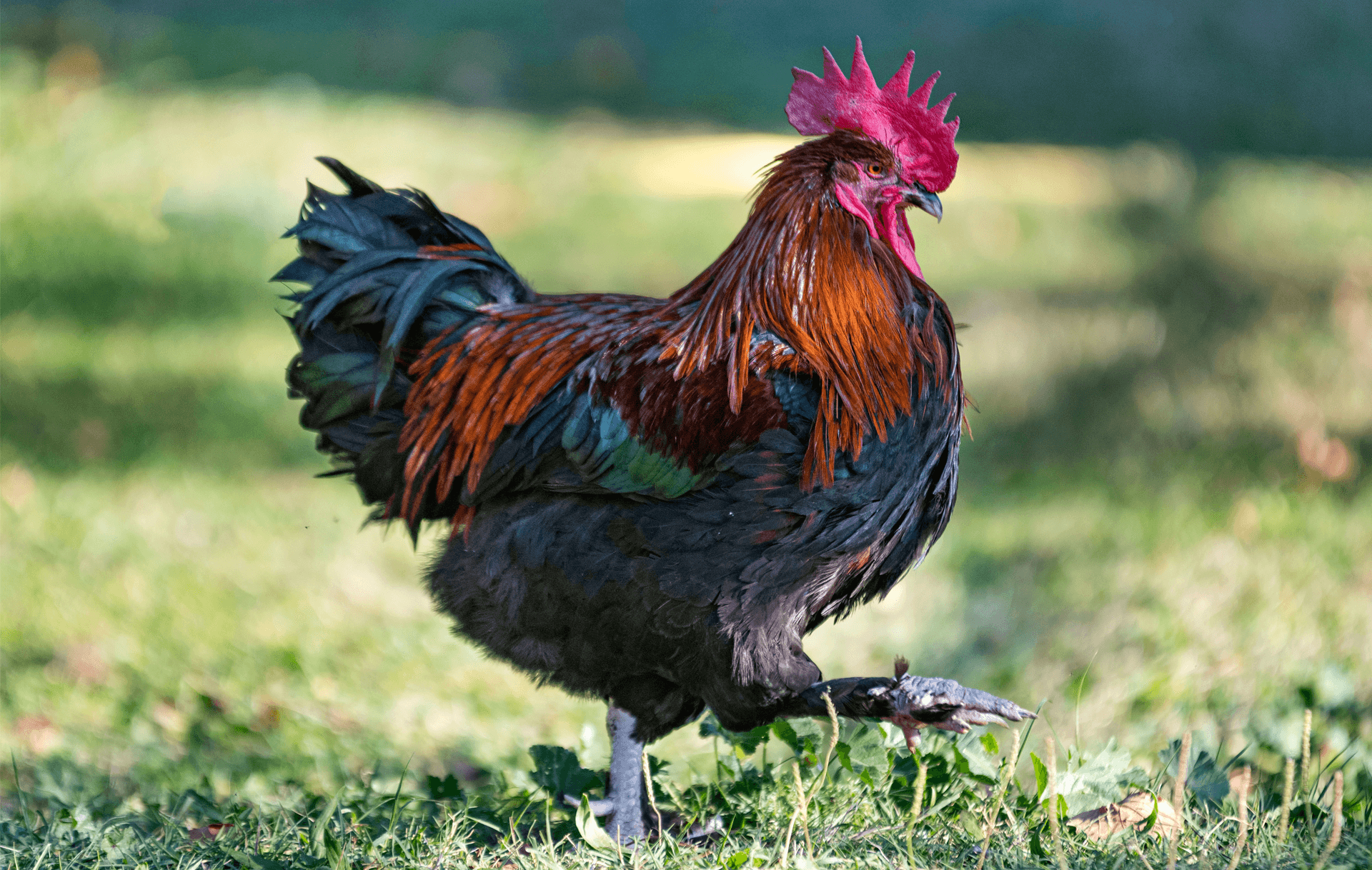 Huhn streift auf Wiese umher