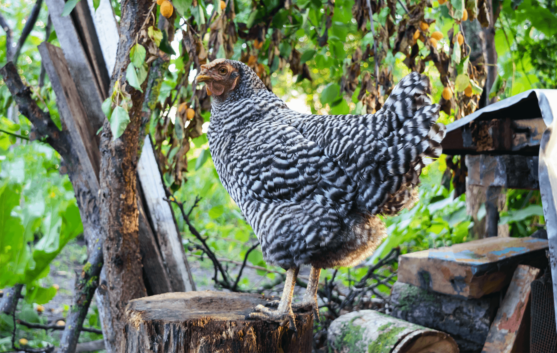 Unser LINBEC(+)®- Sedativa Poultry für Geflügel