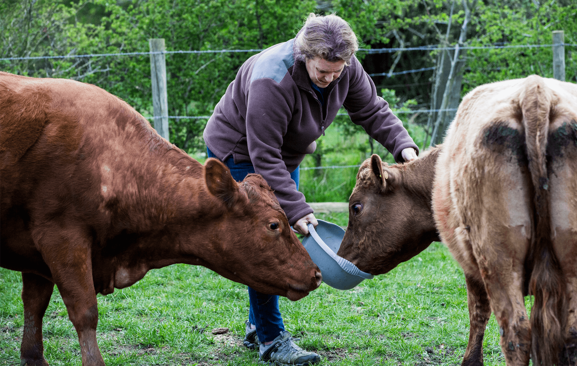 Kühe werden auf einer Wiese gefüttert