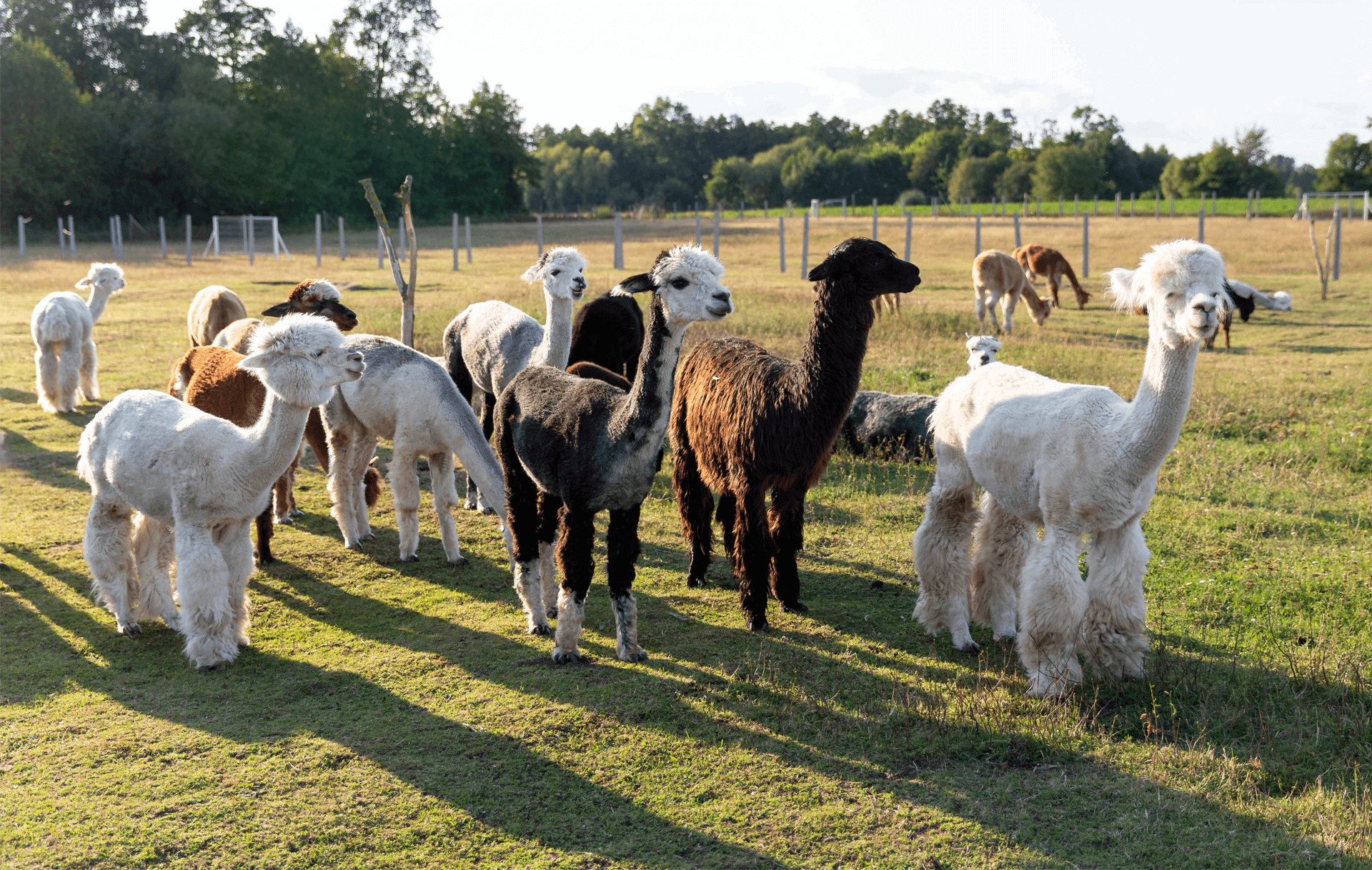 Alpakas auf einer Farm