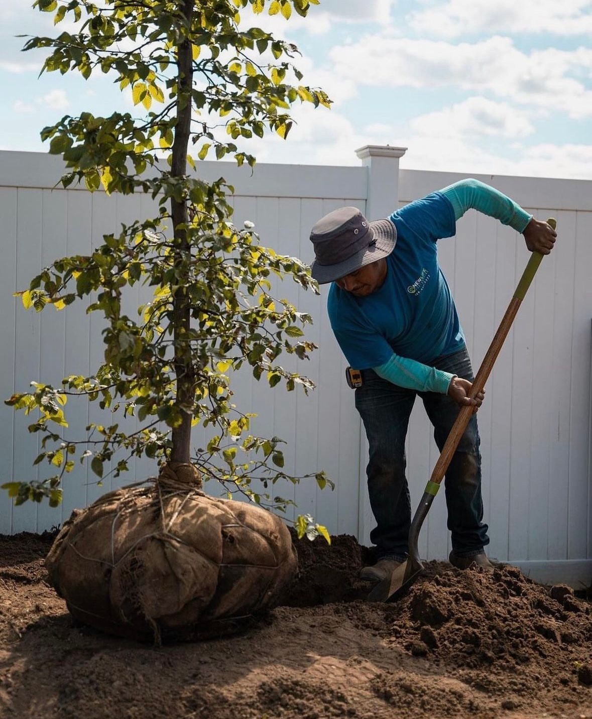 A man in a blue shirt is digging a hole for a tree