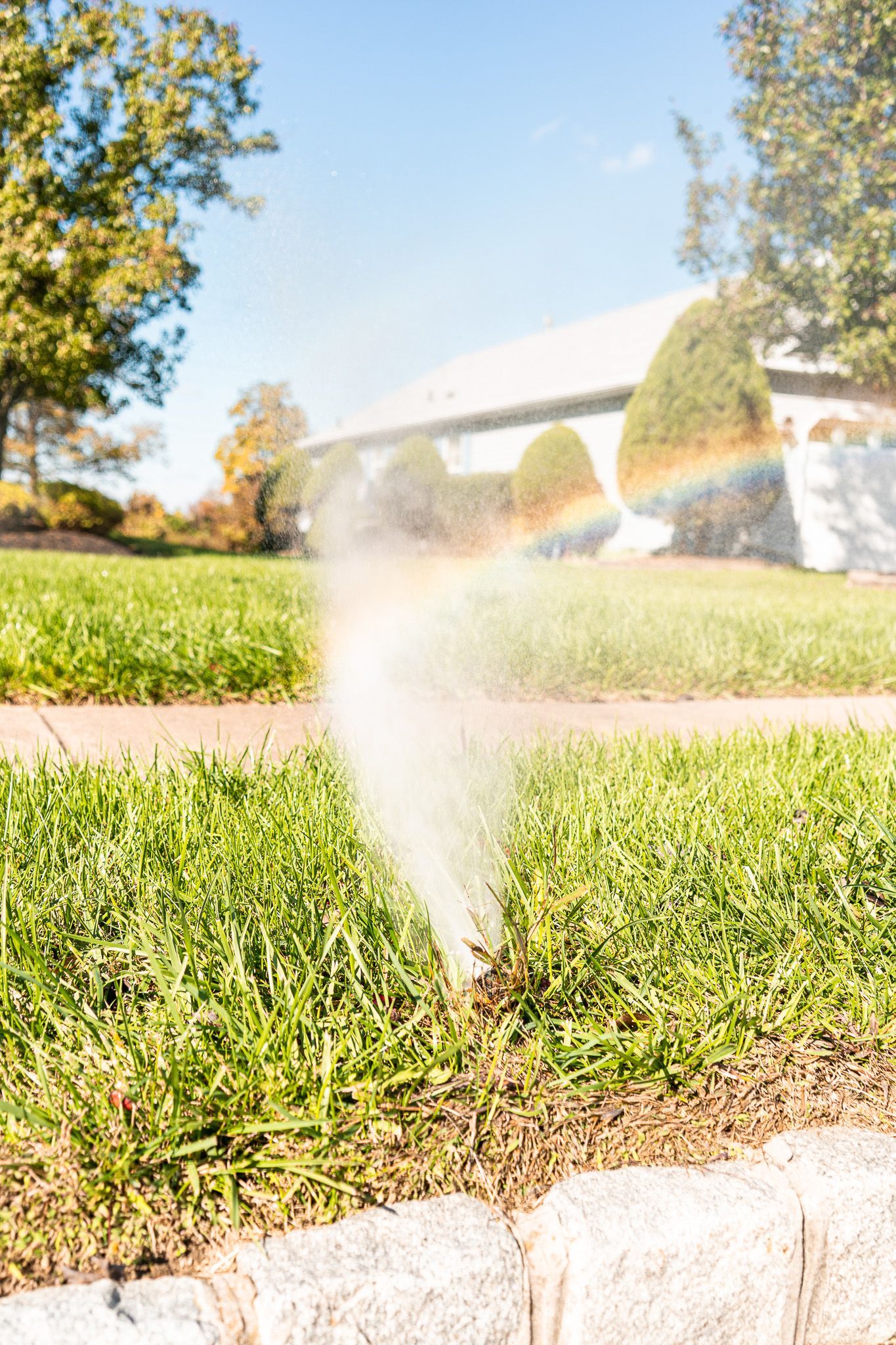 A sprinkler is spraying water on a lush green lawn.