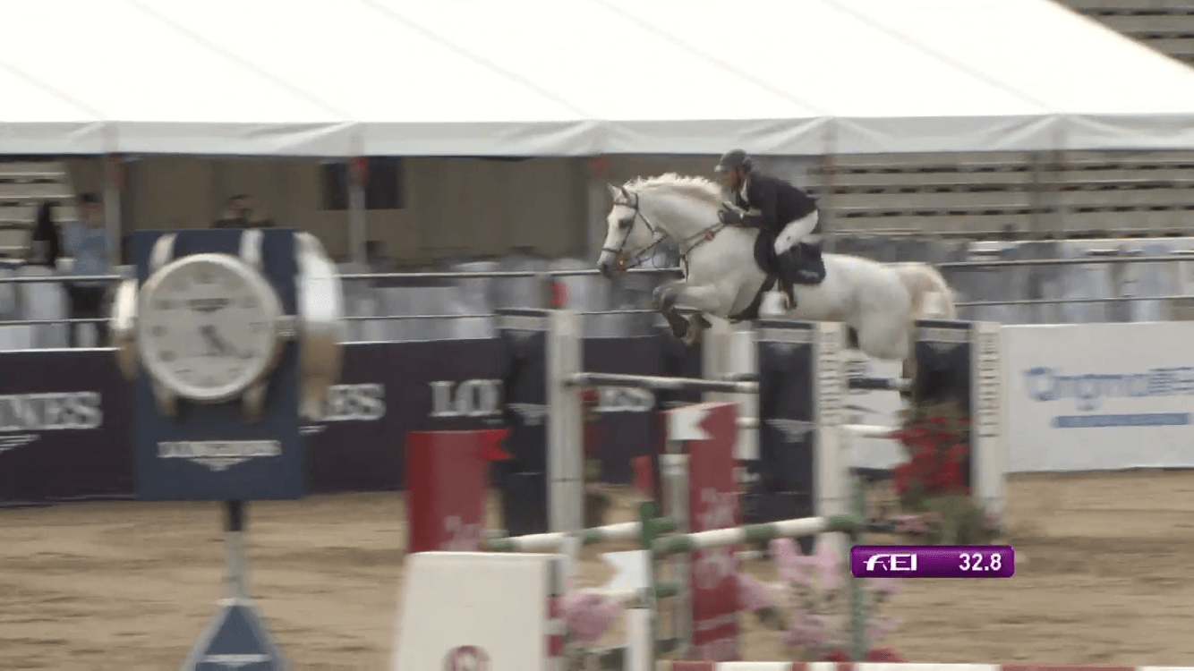 Springpaard / showjumper ive horses - stal d'Ive