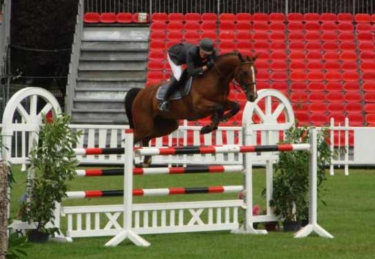Springpaard / showjumper Avanti d'Ive - ive horses - stal d'Ive