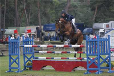 Springpaard / showjumper Wishfull d'Ive - ive horses - stal d'Ive