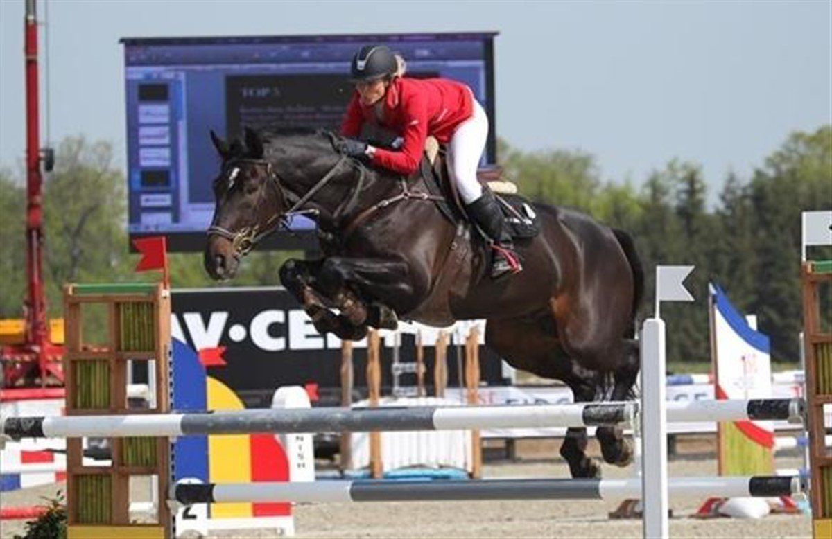 Springpaard / showjumper ive horses - stal d'Ive