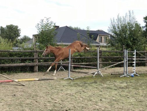 jong springpaard N-joy d'Ive tijdens het vrijspringen