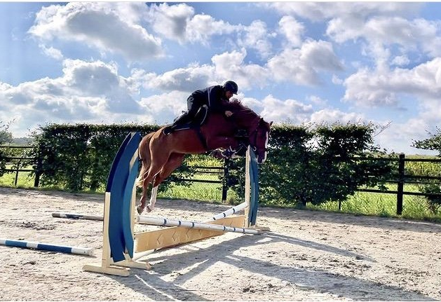 Springpaard / showjumper Union Jack d'Ive - ive horses - stal d'Ive