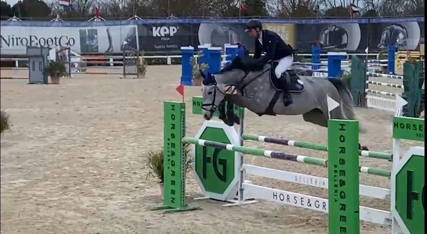 Springpaard / showjumper Ayleen d'Ive - ive horses - stal d'Ive