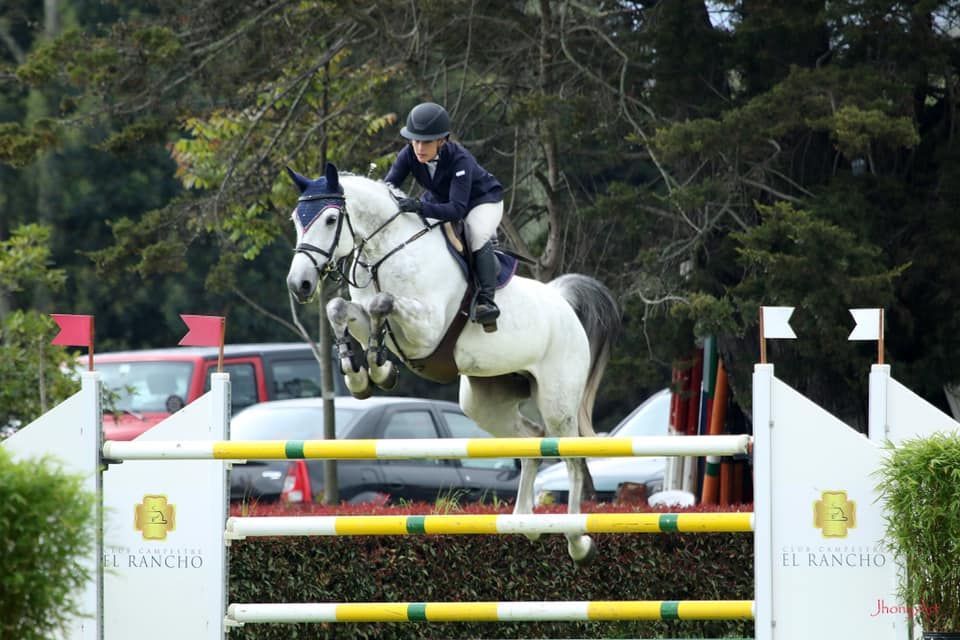 Springpaard / showjumper Catalunia d'Ive - ive horses - stal d'Ive