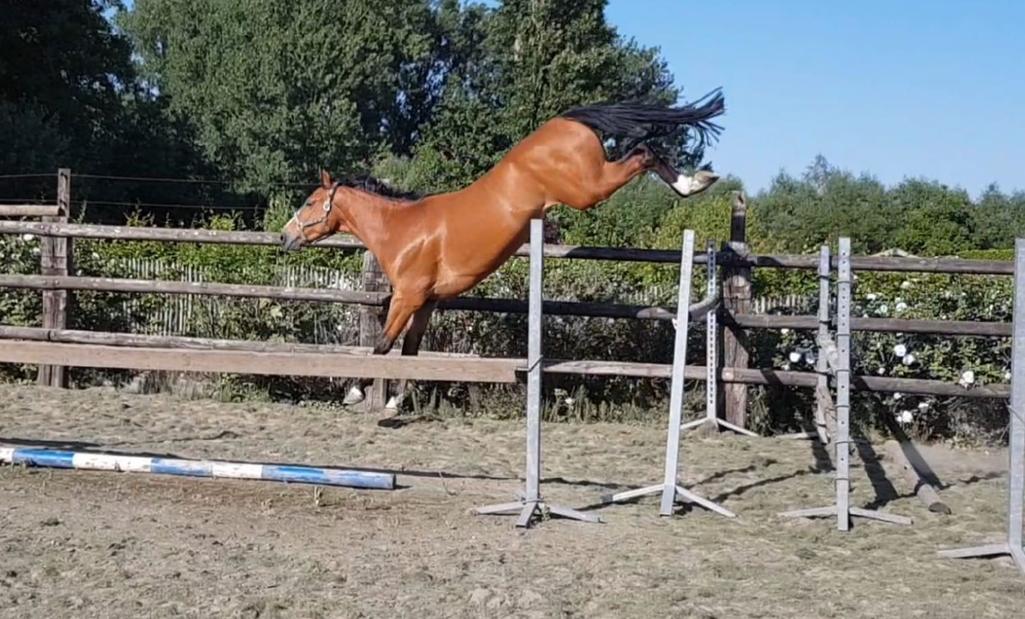Springpaard / showjumper Foo Fighter d'Ive / vrijspringen / freejump - ive horses - stal d'Ive