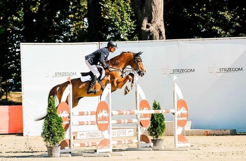 Springpaard / showjumper Grumpy d'Ive - ive horses - stal d'Ive