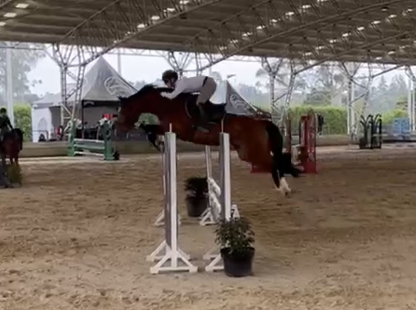 Springpaard / showjumper Hooters d'Ive - ive horses - stal d'Ive