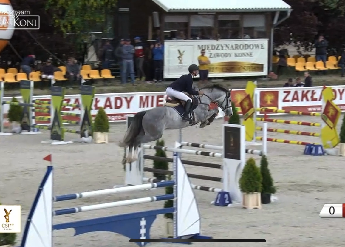 Springpaard / showjumper Cristal blue d'Ive - ive horses - stal d'Ive