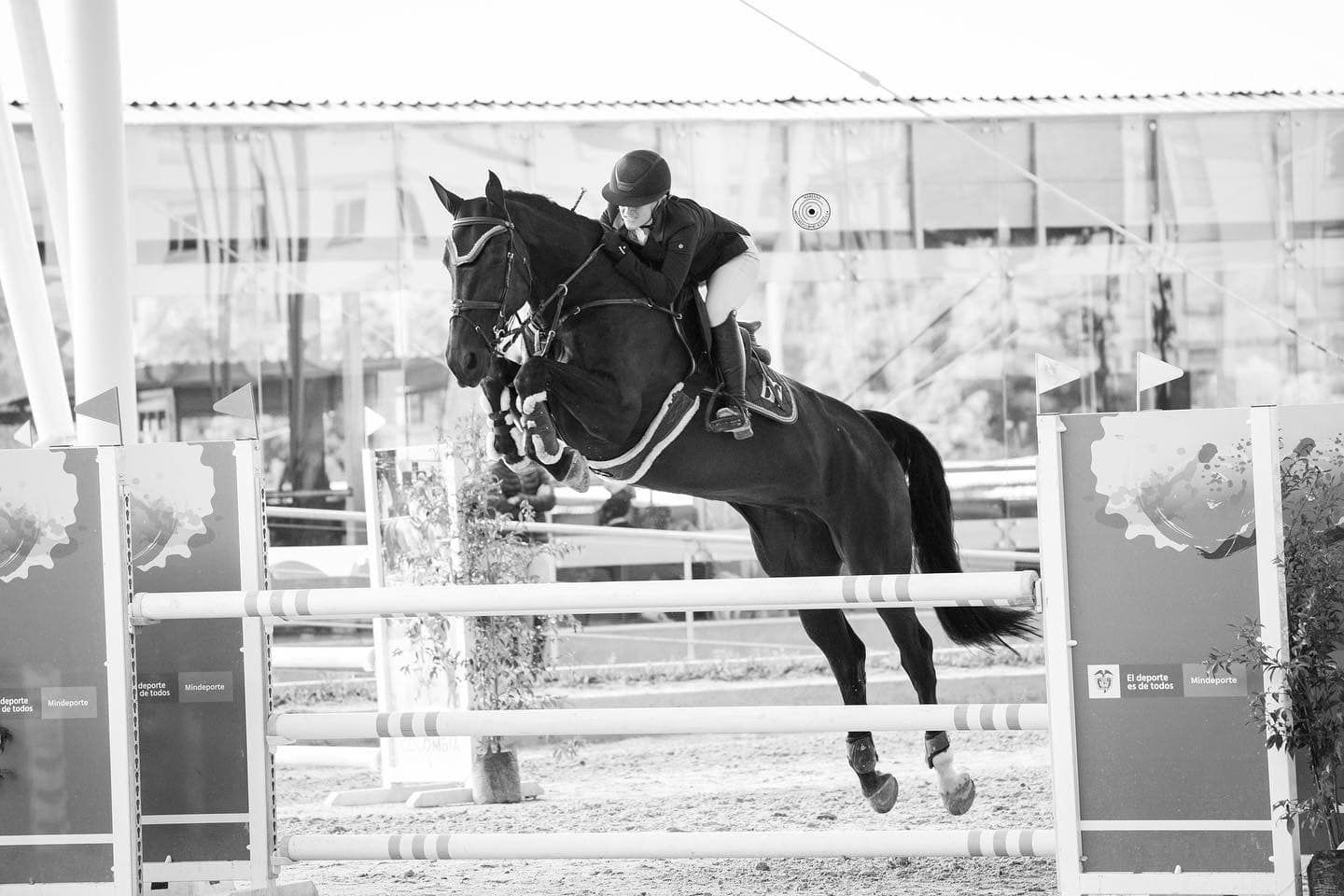 Springpaard / showjumper Nane d'Ive - ive horses - stal d'Ive