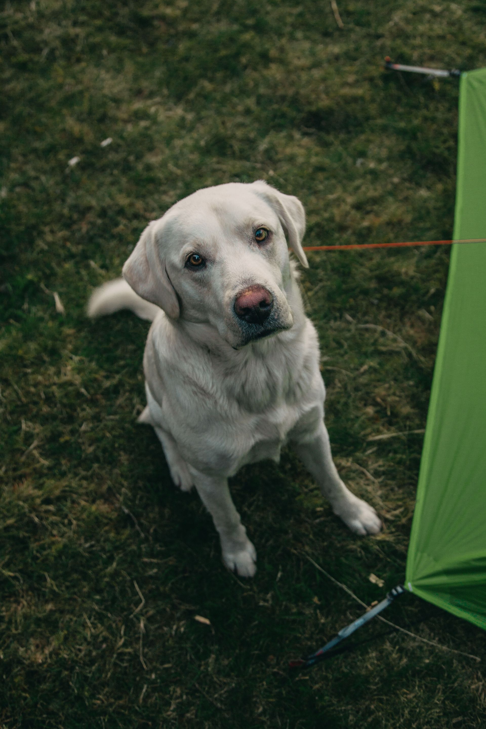 Honden zijn wekom bij Mortels Buiten!