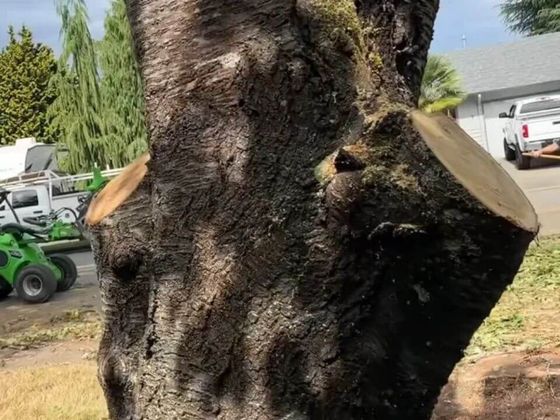Tree in the process of trimming with two limbs removed