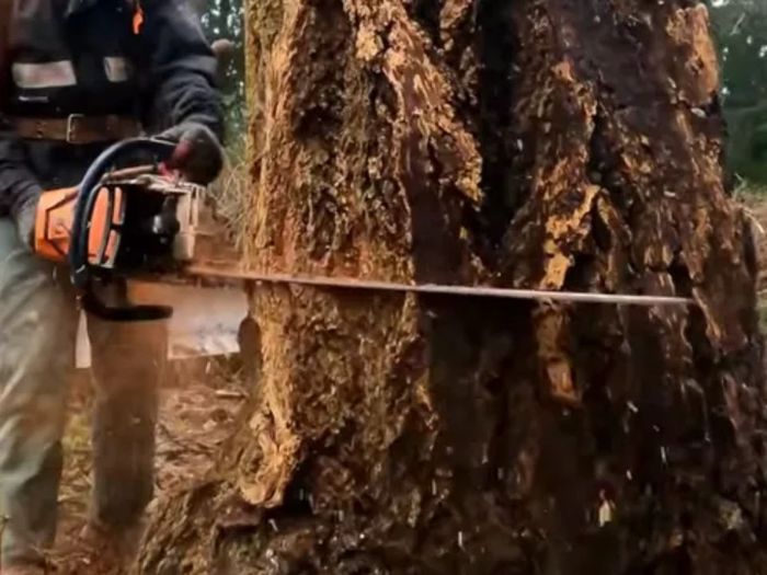 Image of a person cutting into a tree with a chainsaw.