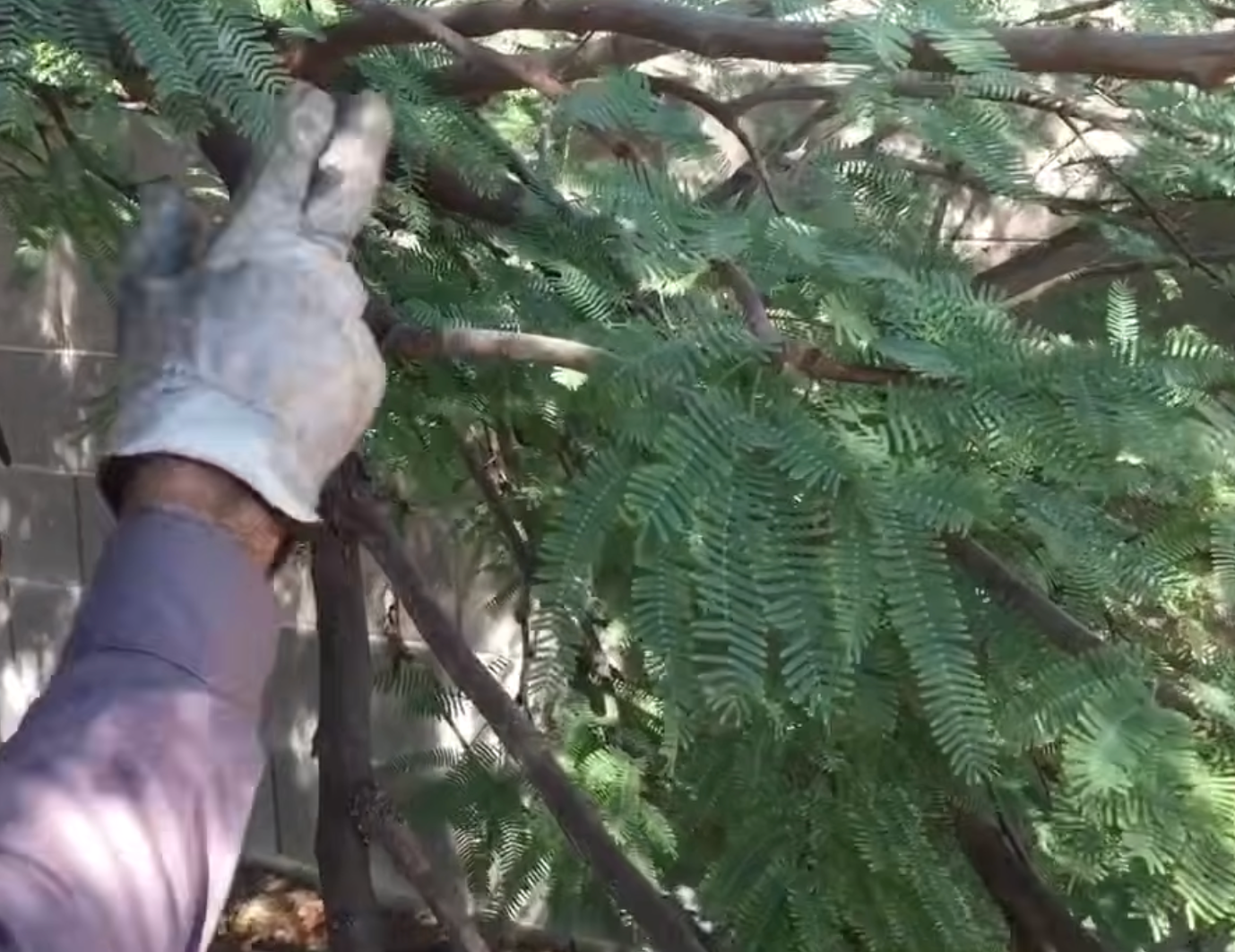 Gloved hand grabbing a tree branch preparing to trim it.