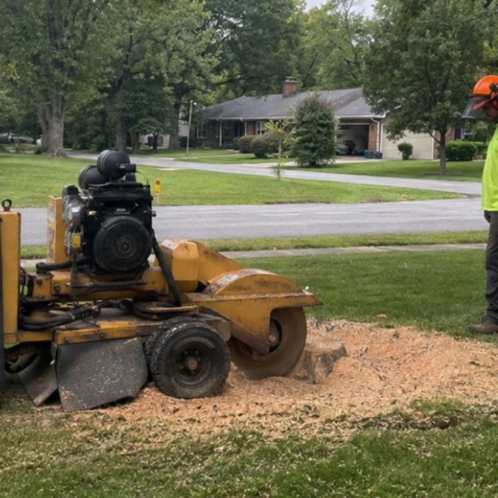 Tree service crew grinding a tree stump in the front yard of a home in Galena, Indiana.