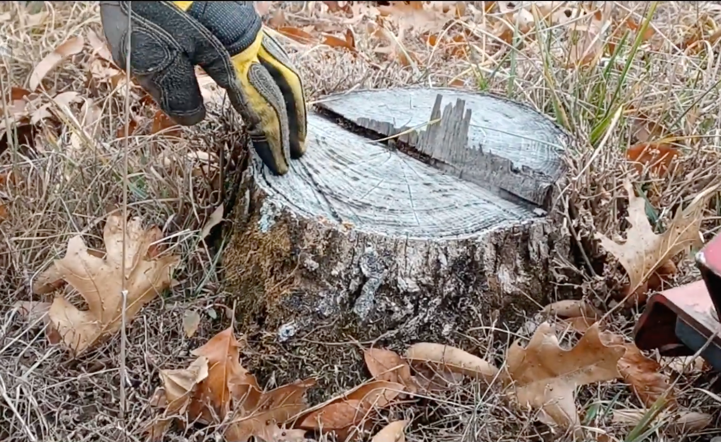 Gloved hand pointing toward tree stump surrounded by fall foliage.
