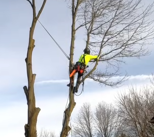 Man mounted on tree with a rope and harness using a chainsaw to cut a branch.