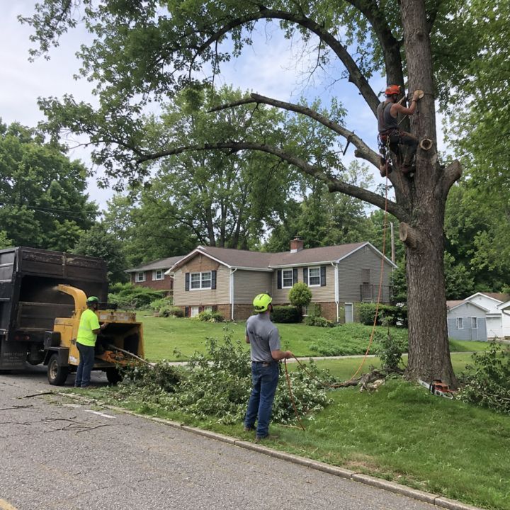 Tree trimming crew cutting branches from a mature tree in a residential Galena, Indiana neighborhood.