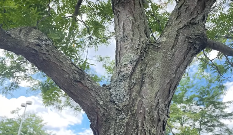 Large tree with four limbs.