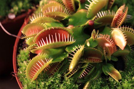 pianta carnivora