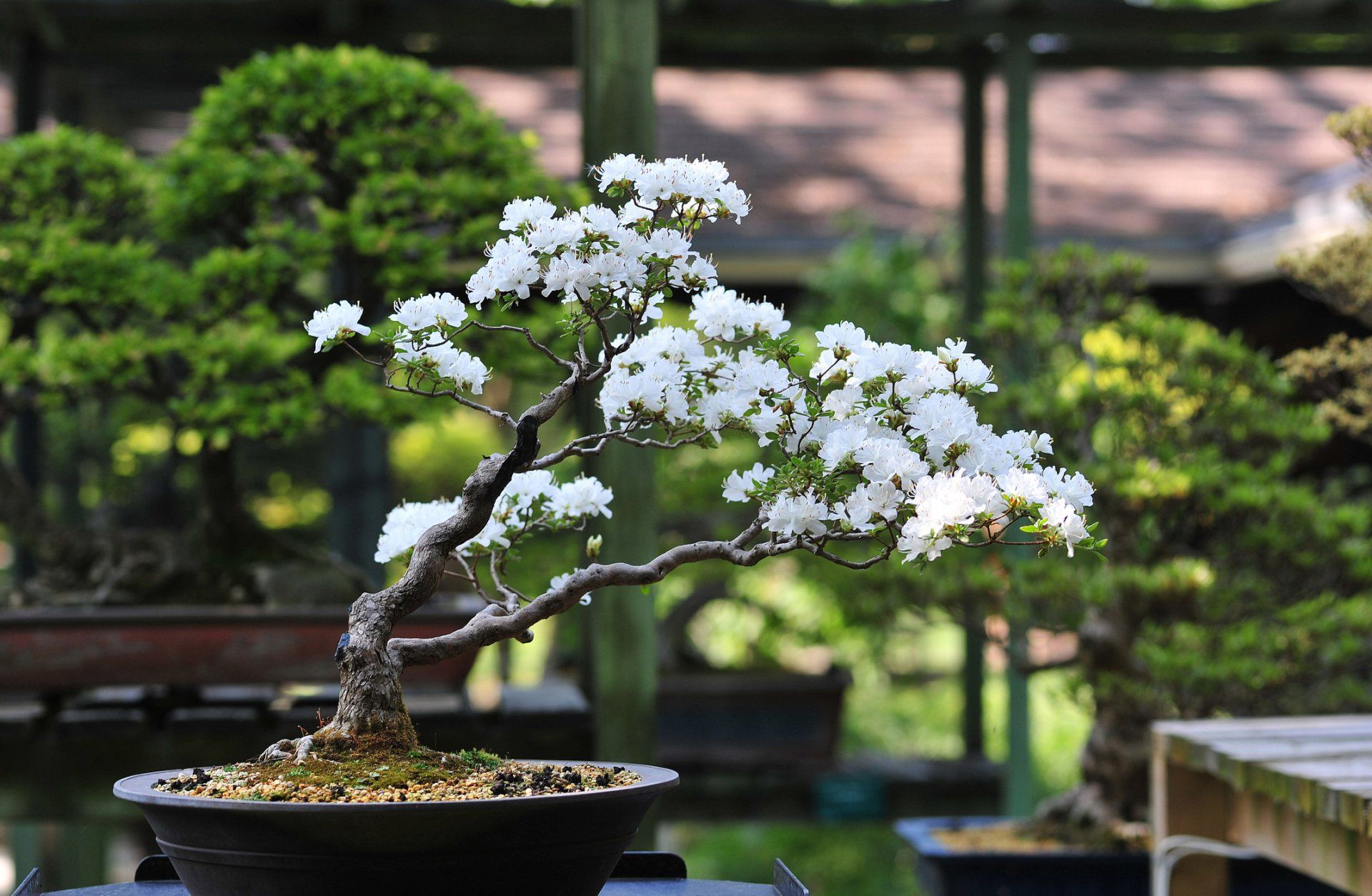 bonsai