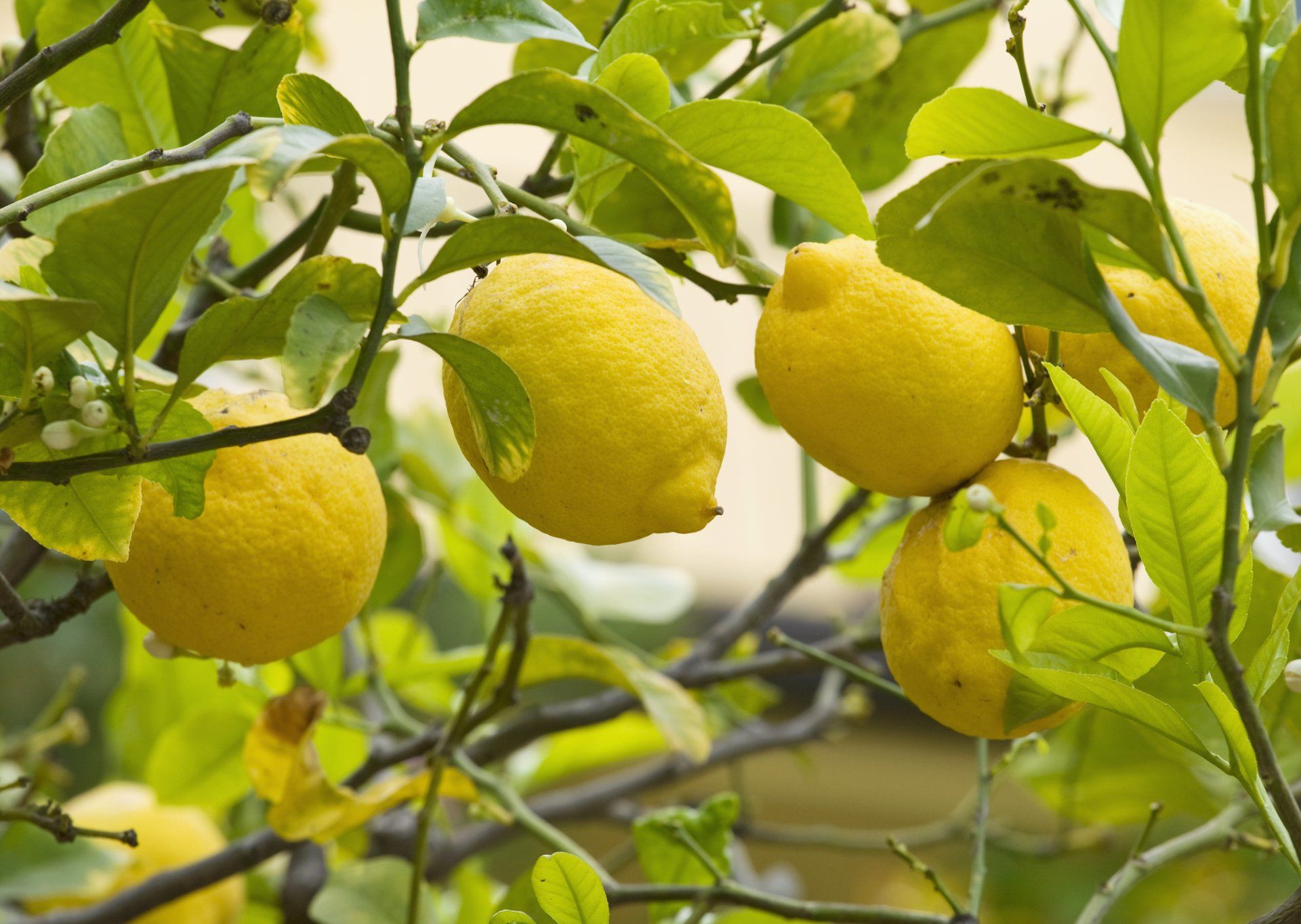 pianta di limoni