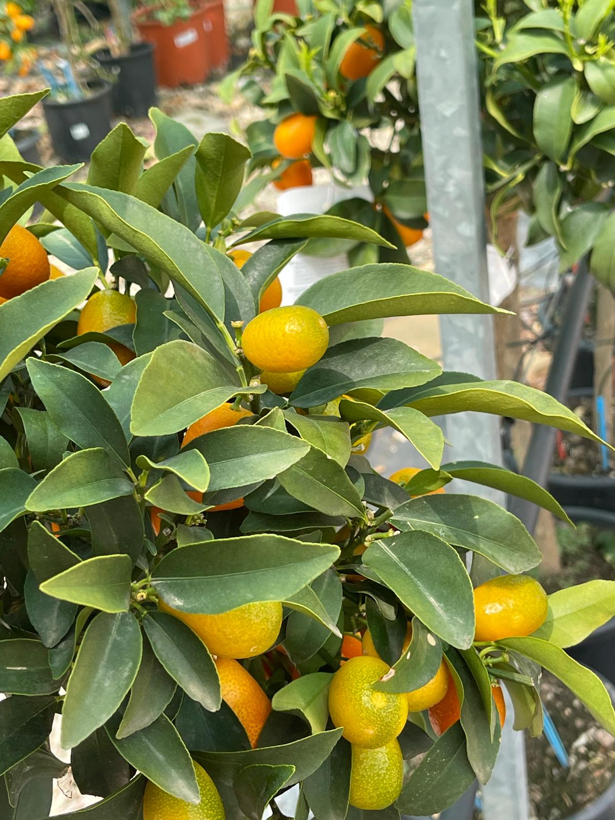 piante