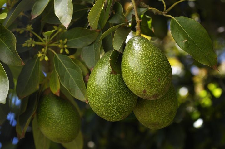 albero di avocado