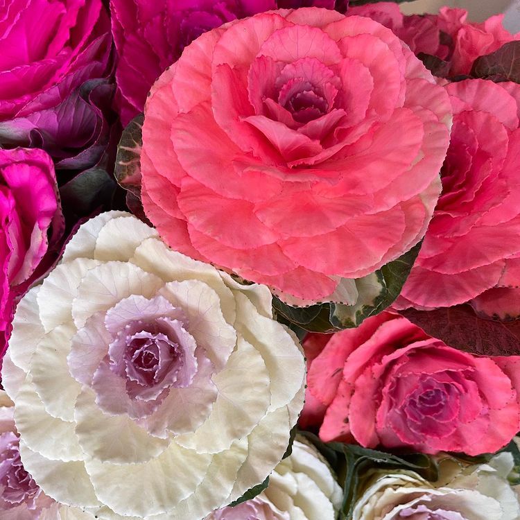 fiori rosa, bianchi e violetti