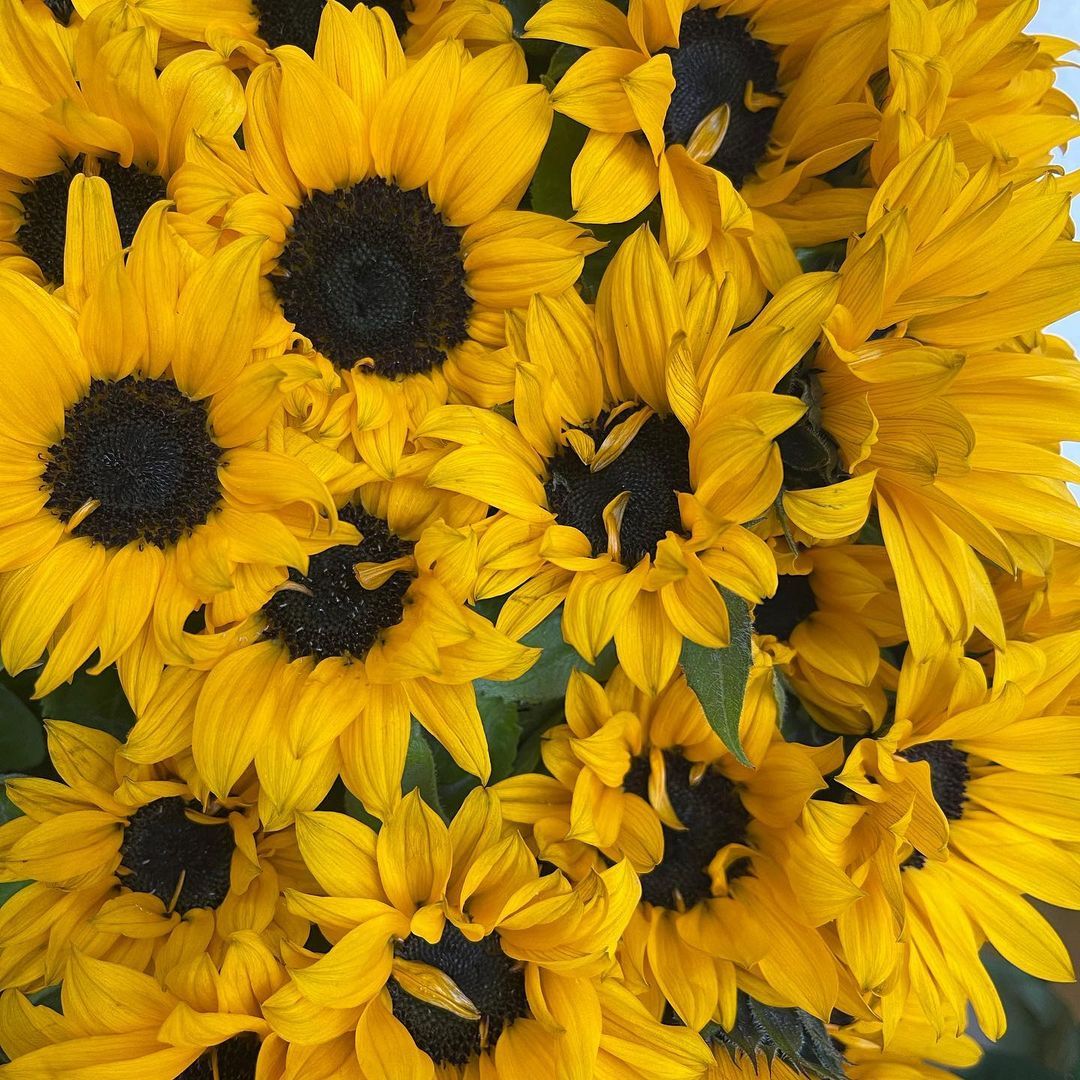 girasoli