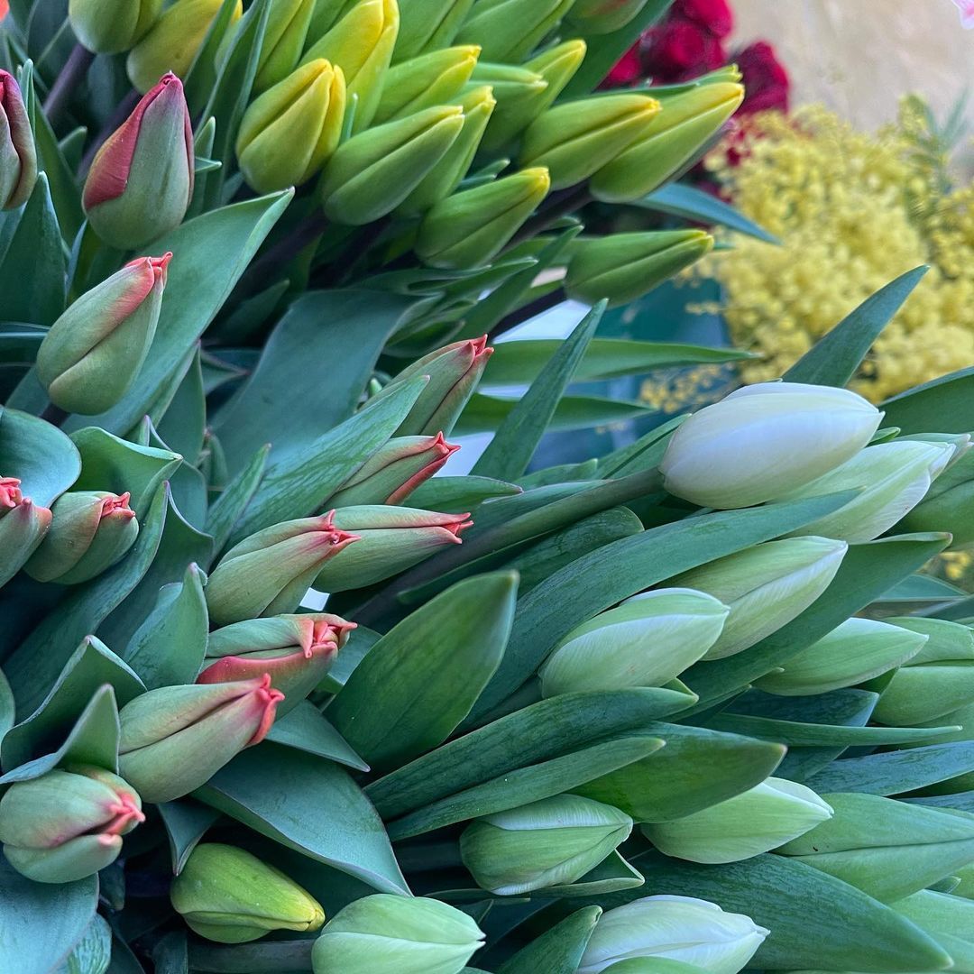 tulipani