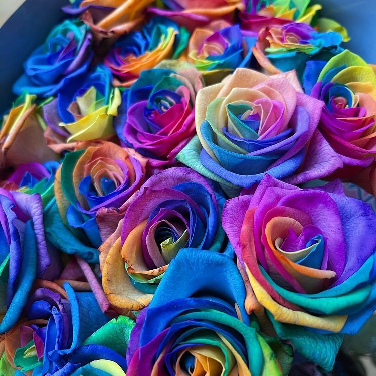 rose arcobaleno