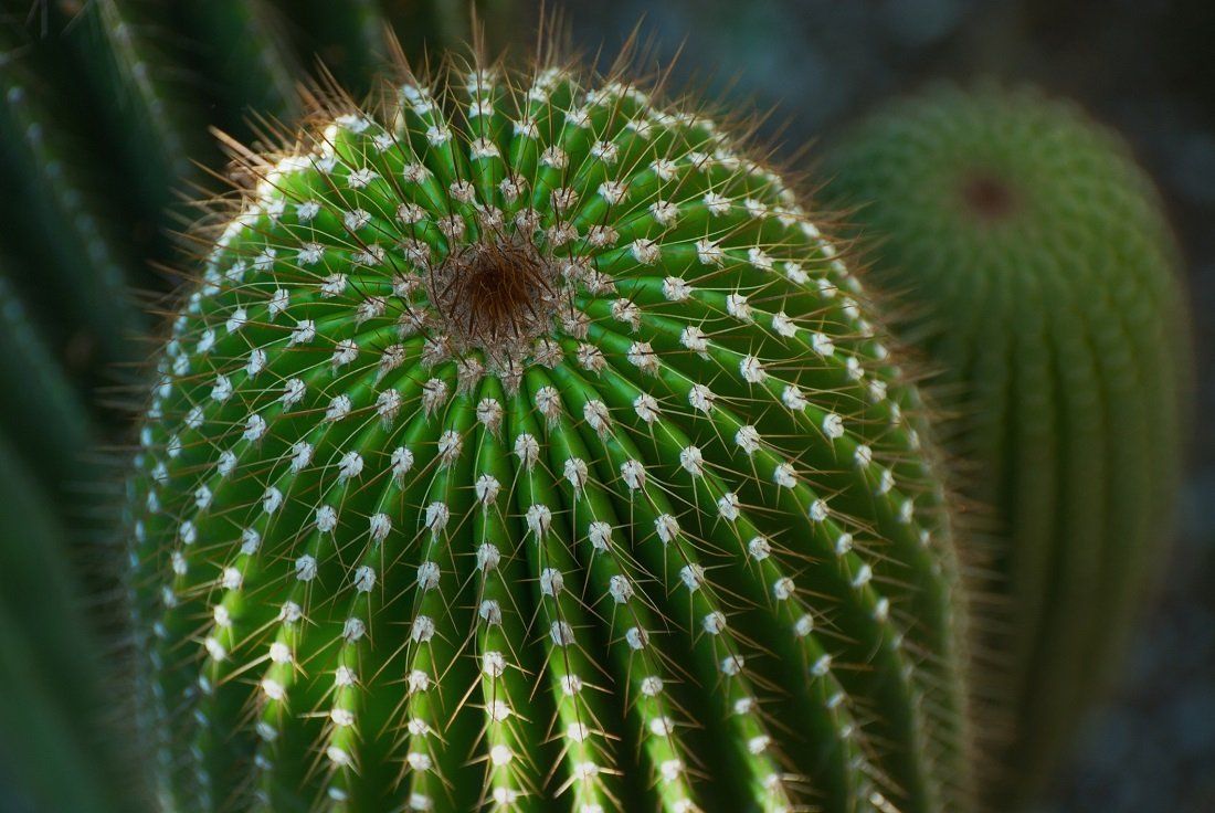 una pianta grassa
