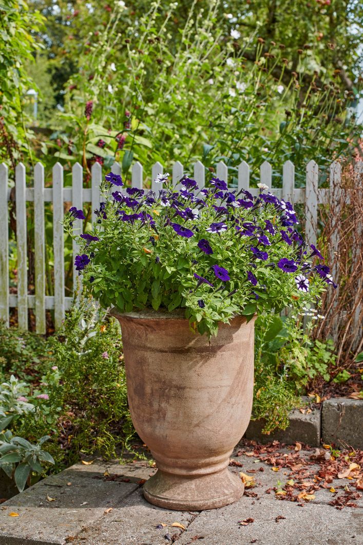 vaso in terracotta con pianta con fiori viola