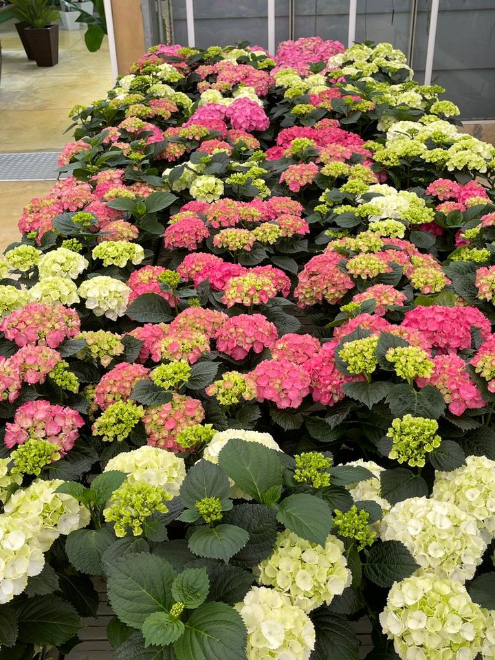 piante e fiori in vasi