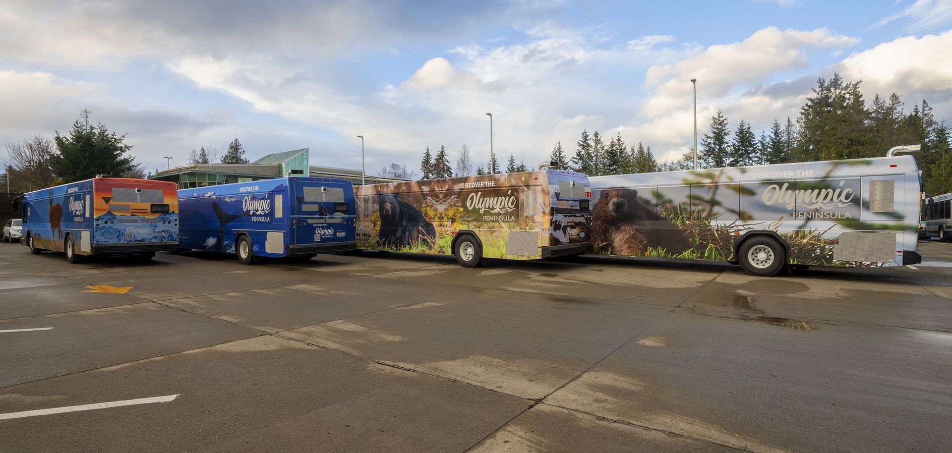 Busses wrapped with images from the Olympic Peninsula.