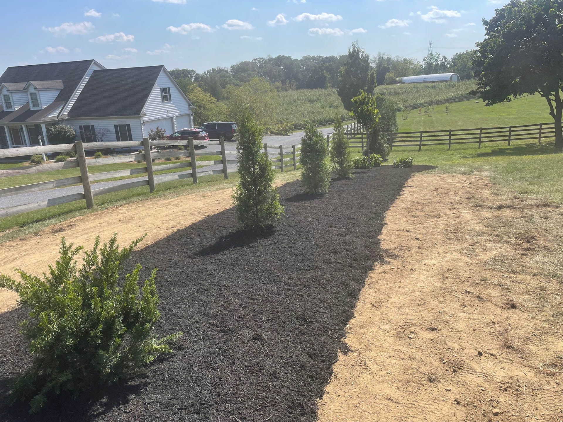 Landscaped area with dark mulch, small trees, and a house in the background. Sunny day.