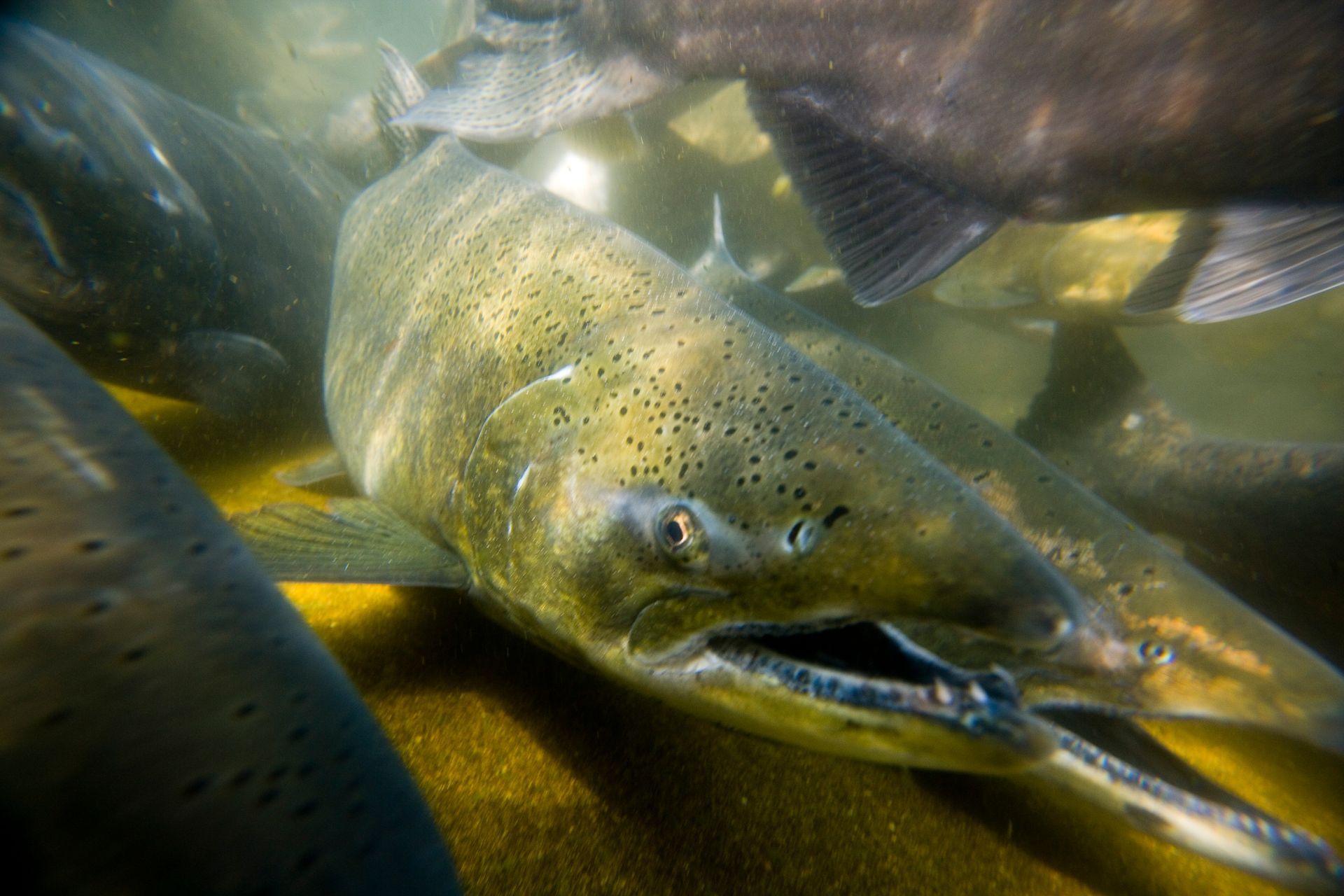 PDX Raft & Roam Fish Hatchery visit