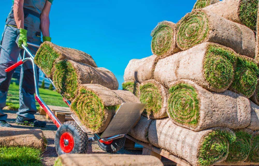 A Man Is Pushing A Wheelbarrow Full Of Rolls Of Grass — Barron River Lawns In Gordonvale, QLD
