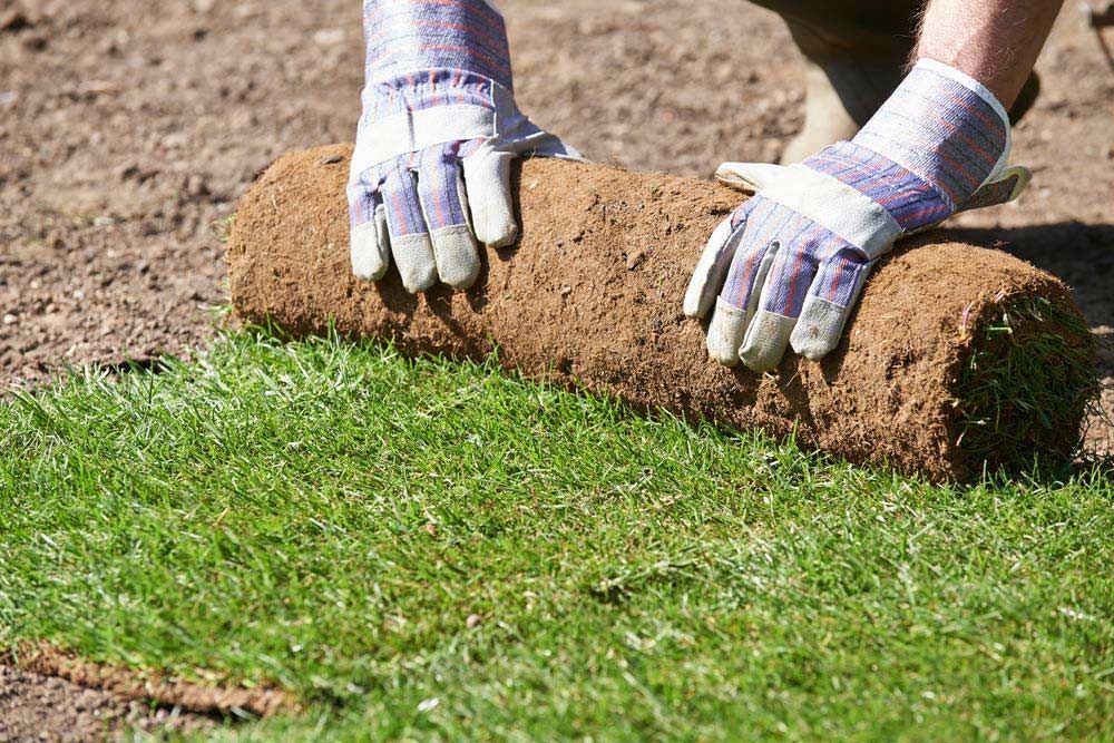 A Person Wearing Gloves Is Rolling A Roll Of Grass — Barron River Lawns In Cairns, QLD