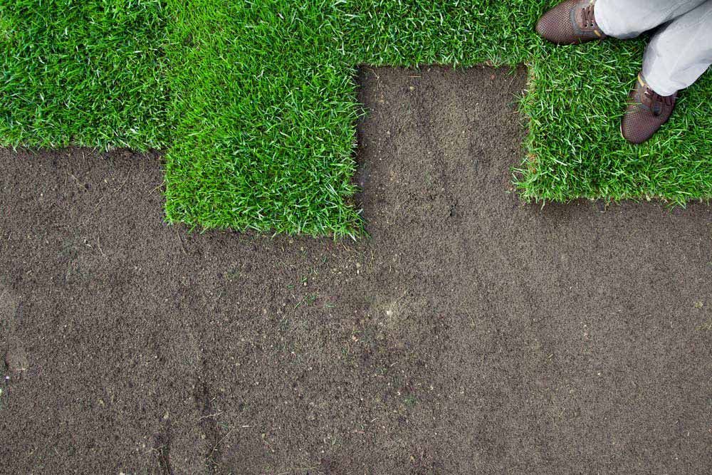 A Turf Is Laid On The Ground — Barron River Lawns In Mareeba, QLD