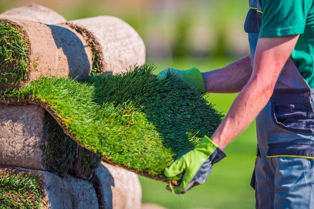 A Man Is Holding A Roll Of Grass In His Hands — Barron River Lawns In Cape York, QLD