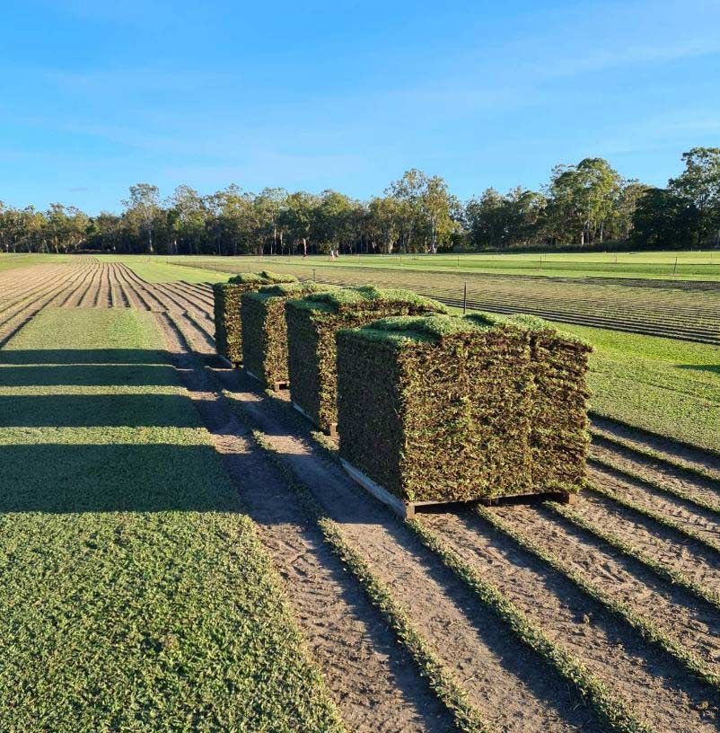 Rows Of Rolls Of Grass In A Field With Trees In The Background — Barron River Lawns In Biboohra, QLD